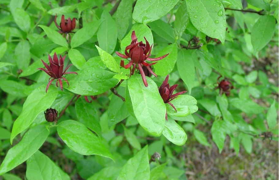 Чашецветник душистый