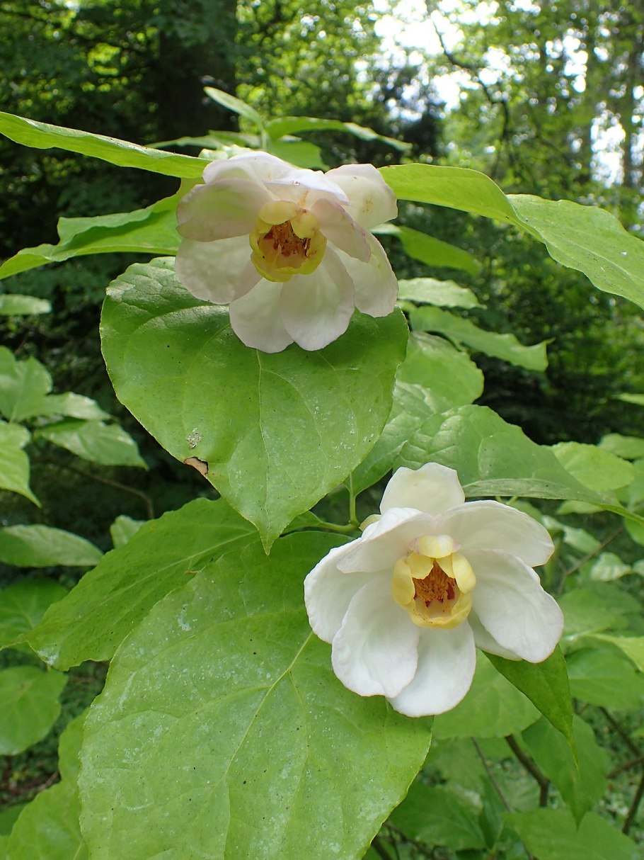 Calycanthus chinensis