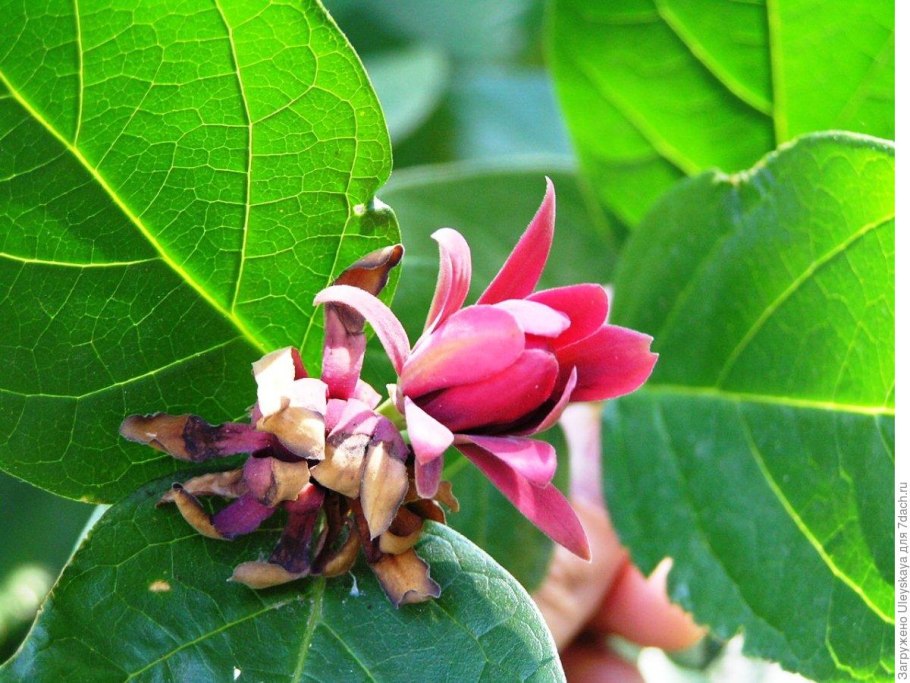 Каликант розовый нефрит