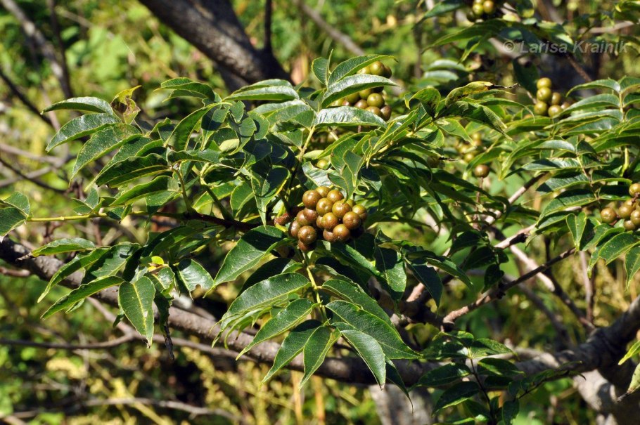 Phellodendron sachalinense