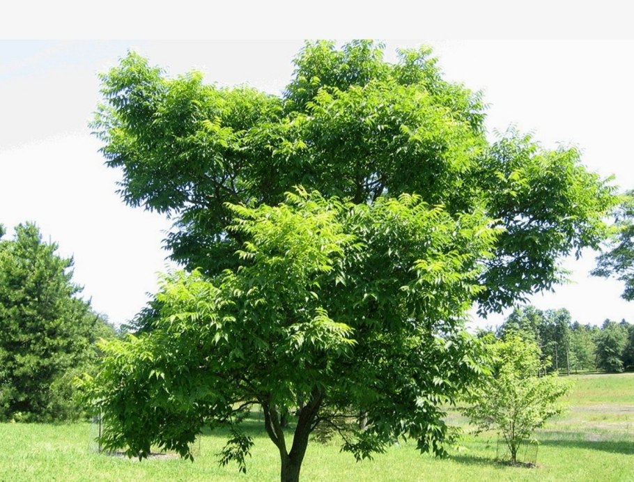 Феллодендрон Амурский