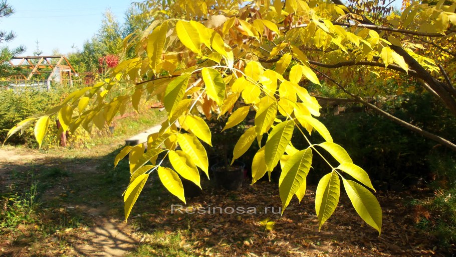 Бархат Амурский -Phellodendron amurense