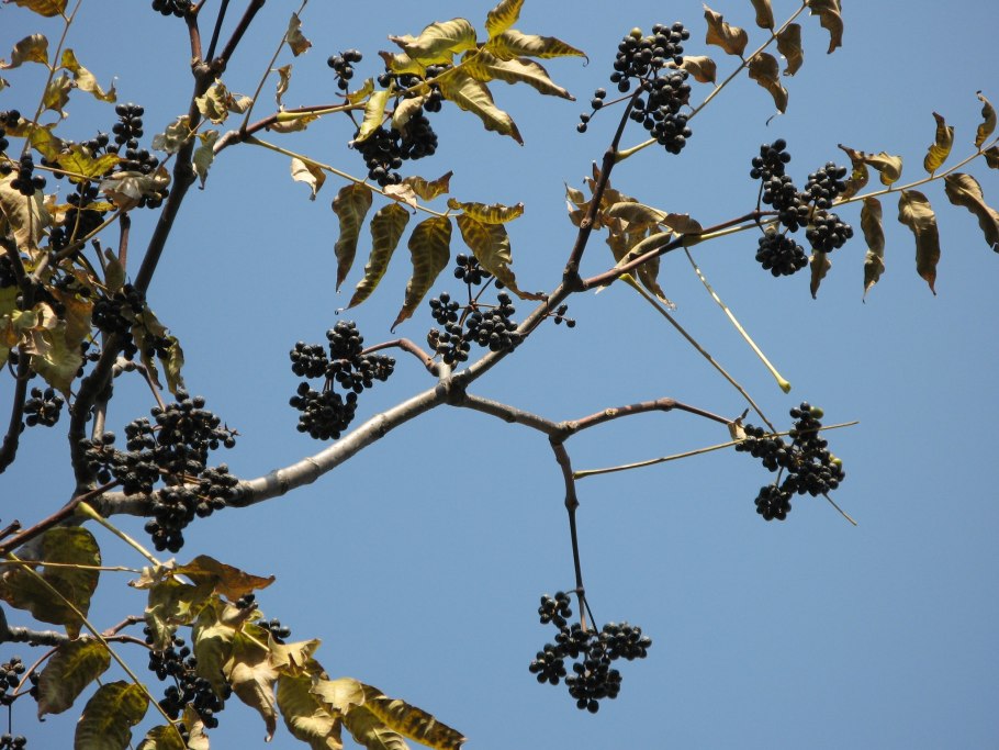Амурский бархат Сахалин