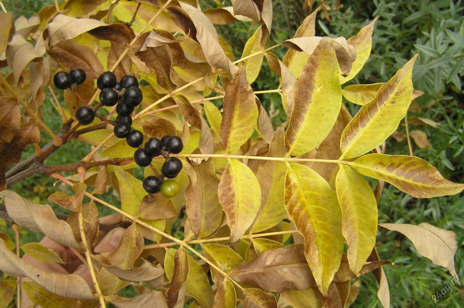 Бархат Амурский