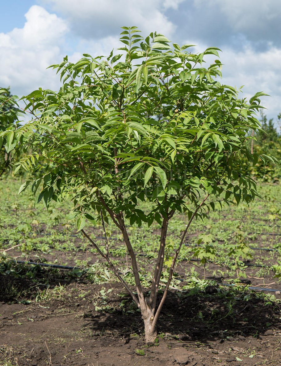 Бархат Амурский листья