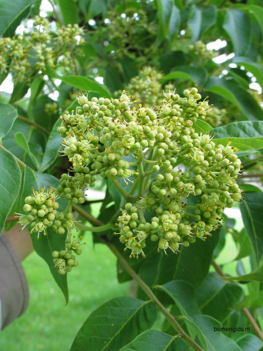 Бархат Амурский -Phellodendron amurense