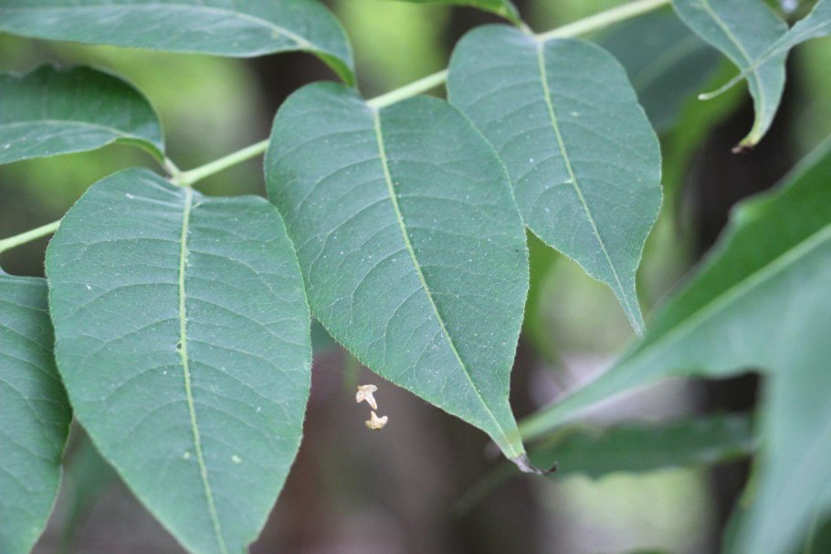 Амурский бархат Сахалин
