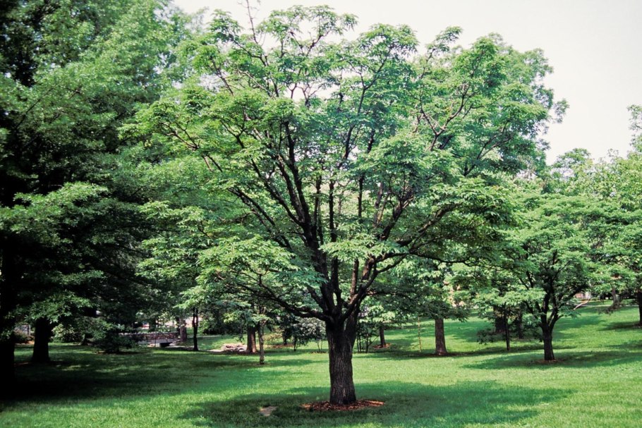Бархат Сахалинский гербарий