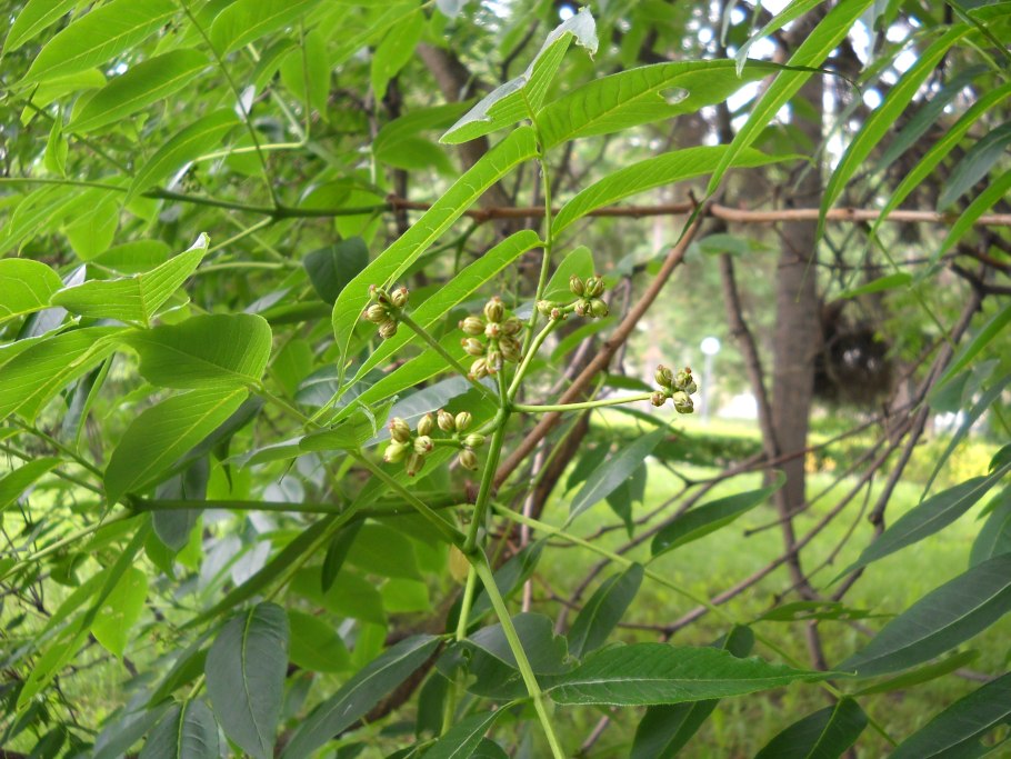 Бархат Амурский в Белоусовском парке