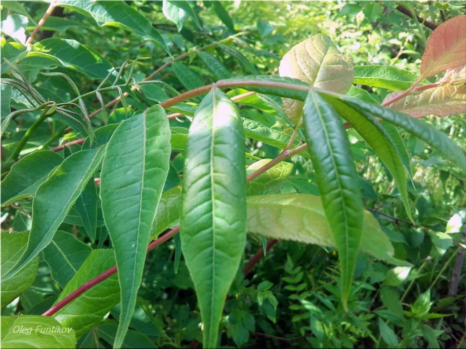 Бархат Амурский кора