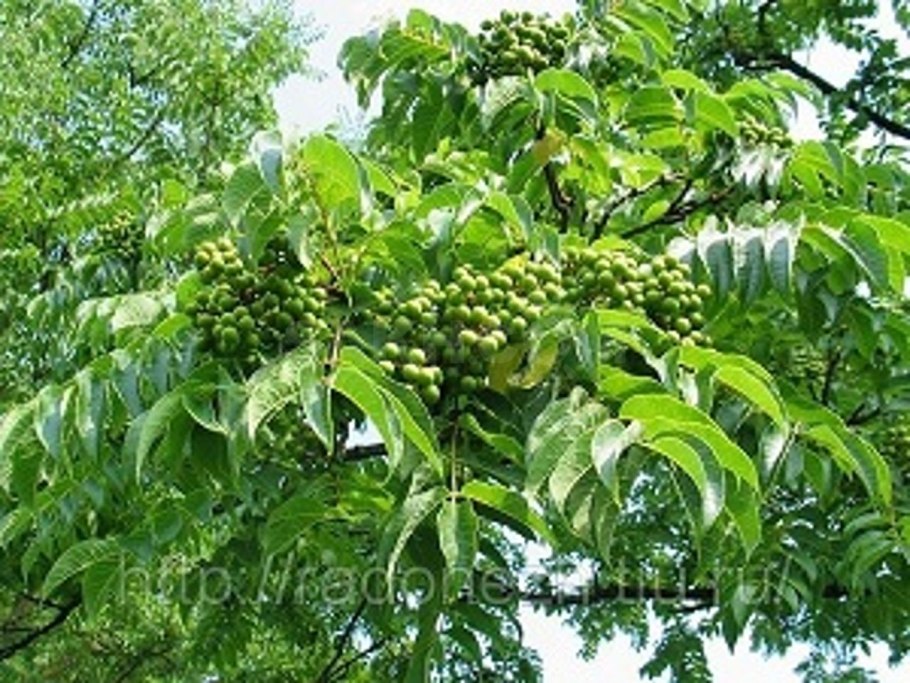 Ясень маньчжурский - Fraxinus mandshurica Rupr.