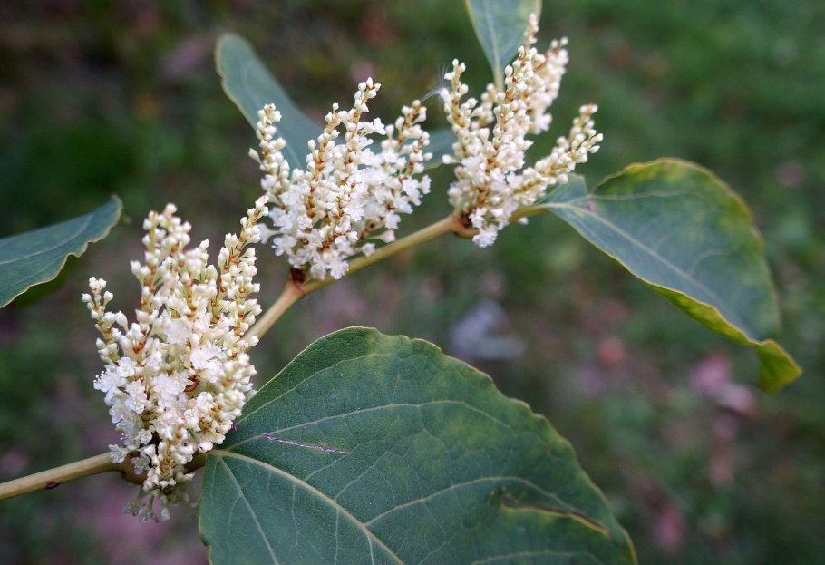 Уссурийская Тайга Амурский бархат