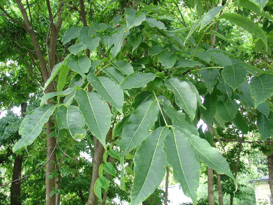 Phellodendron amurense