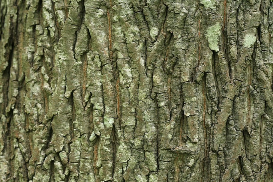 Амурский бархат ягоды