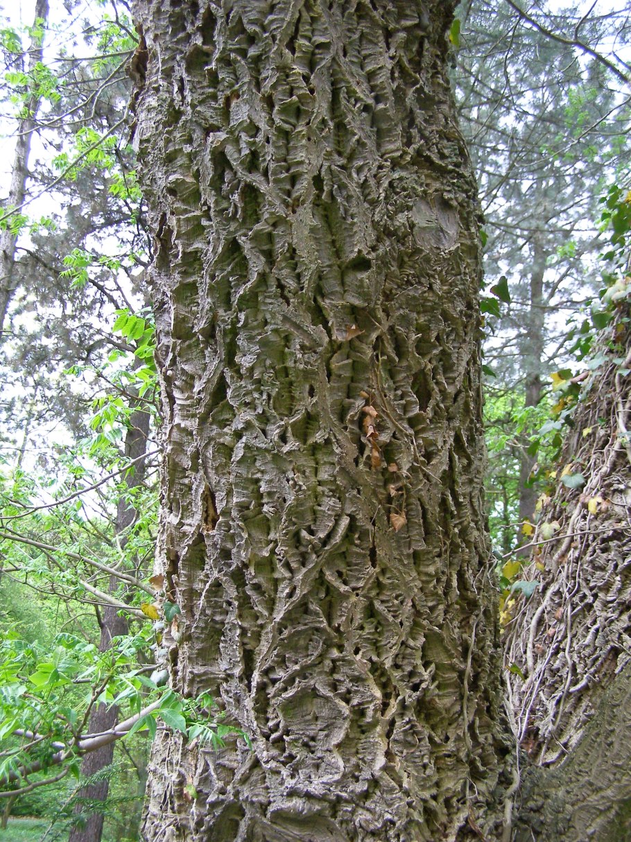 Бархат амурский -phellodendron amurense