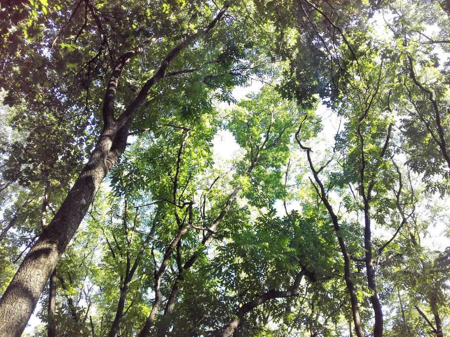 Амурский бархат ягоды