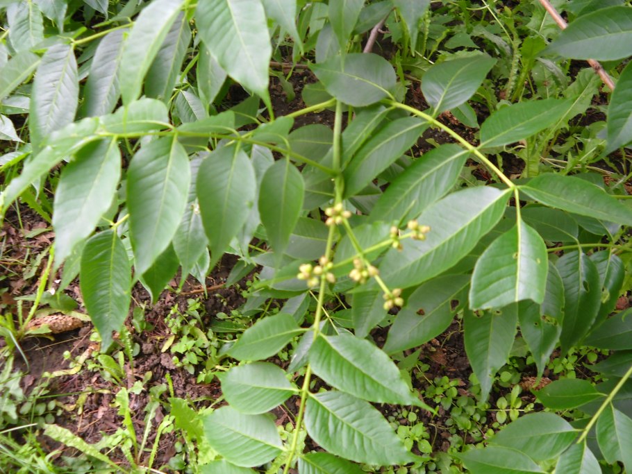 Бархат Амурский Росток