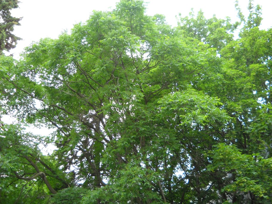 Ясень обыкновенный fraxinus excelsior