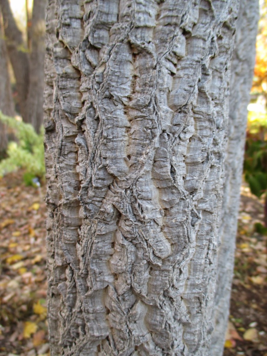 Бархат Амурский пробковое дерево