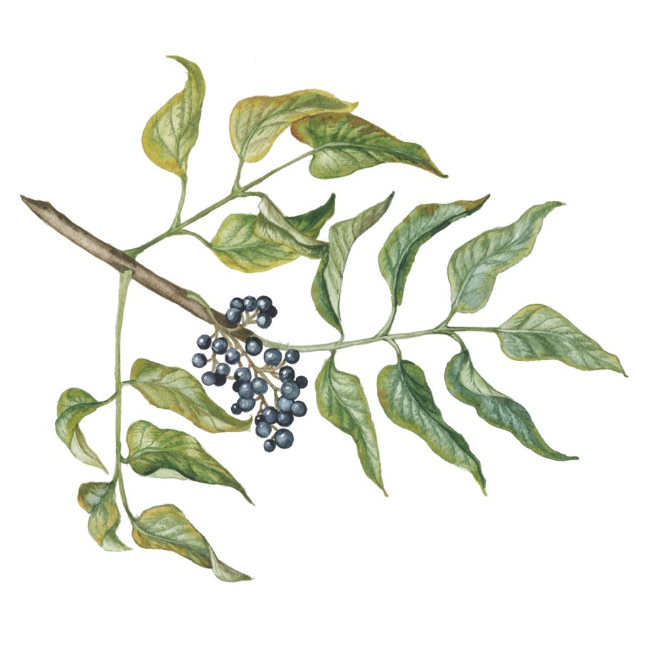 Бархат амурский