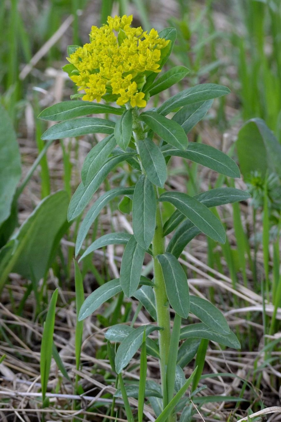 Молочай Палласа Фишера