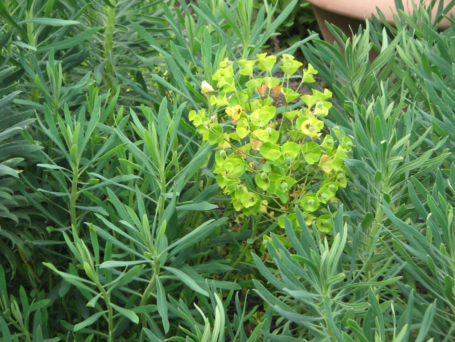 Euphorbia helioscopia молочай солнцегляд