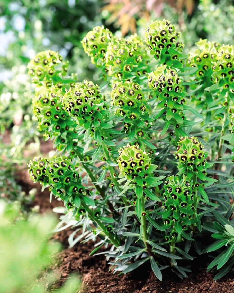 Молочай харациас