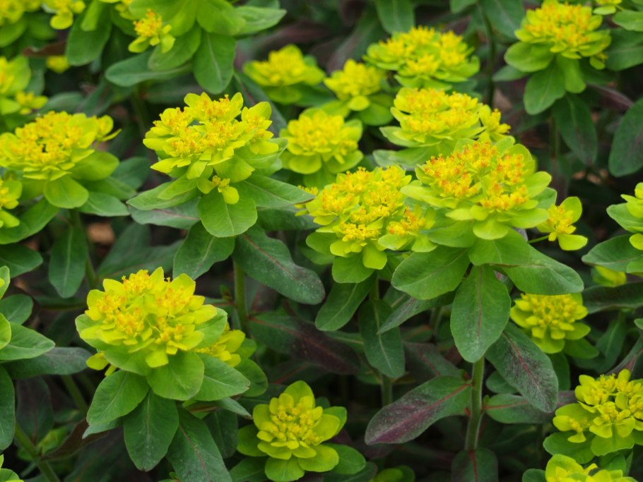 Молочай дикий