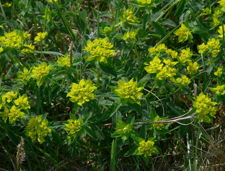 Молочай желтеющий