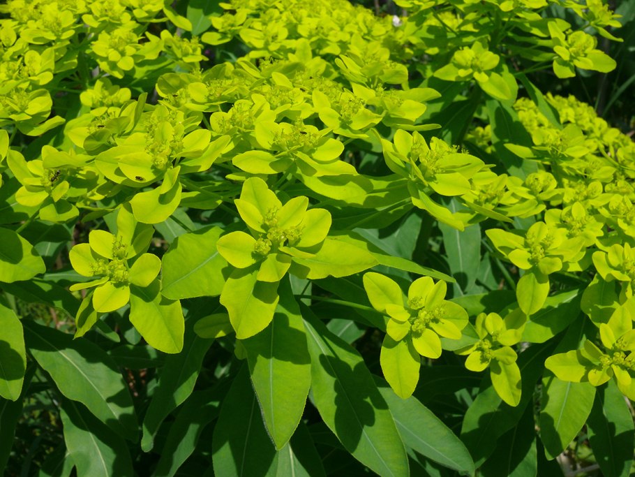 Молочай Жигулёвский (Euphorbia zhiguliensis)