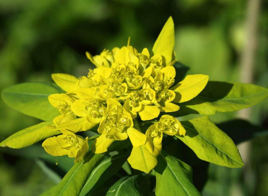 Молочай желтеющий (Euphorbia lutescens)