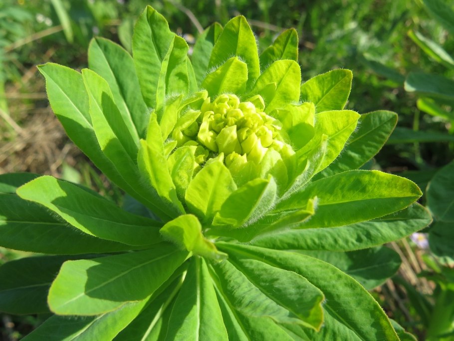 Молочай Жигулёвский (Euphorbia zhiguliensis)