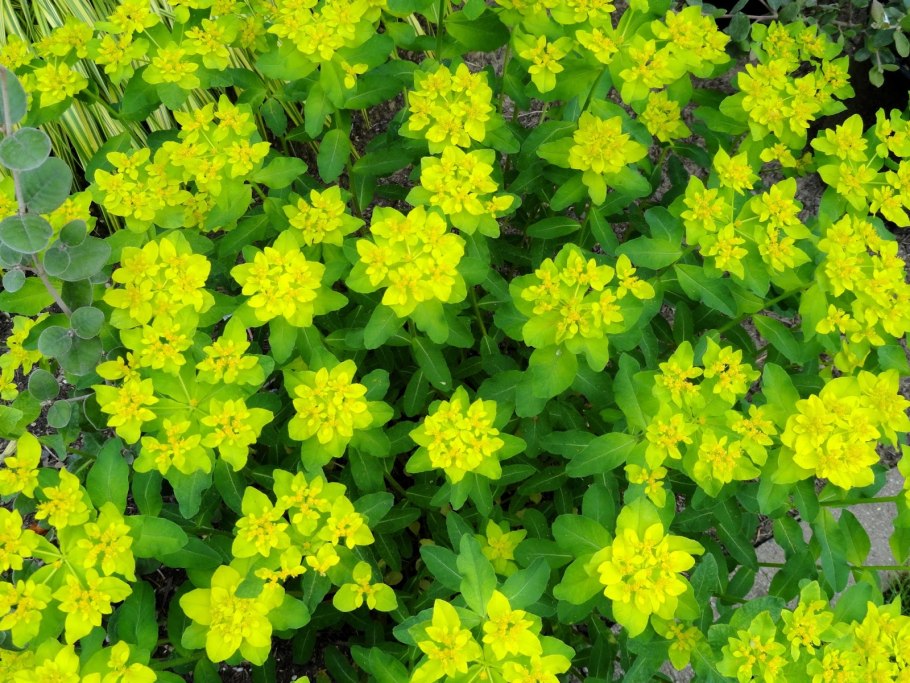 Молочай кипарисовый (Euphоrbia cyparíssias)