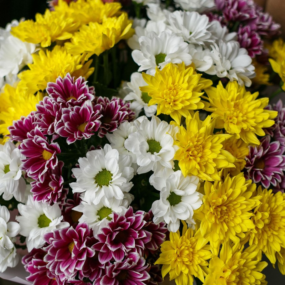 Хризантема индикум микс