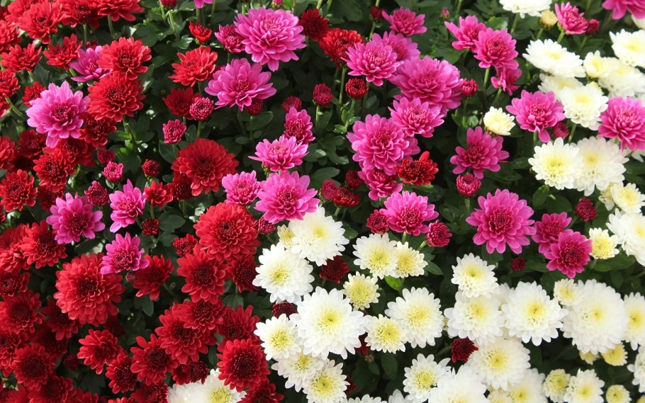 Хризантема крупноцветная хоровод