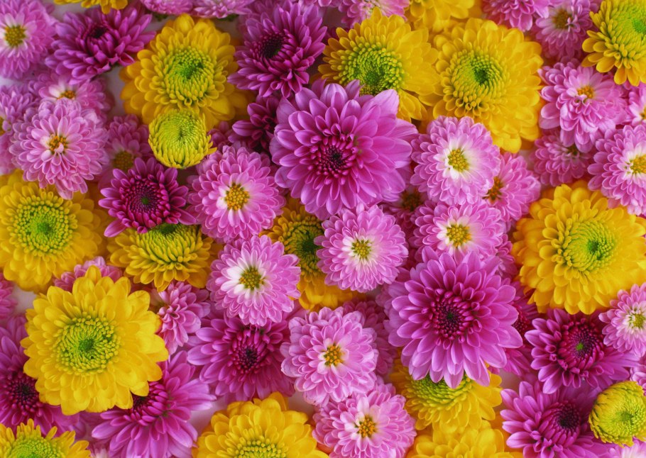 Хризантема Густав одноголовая