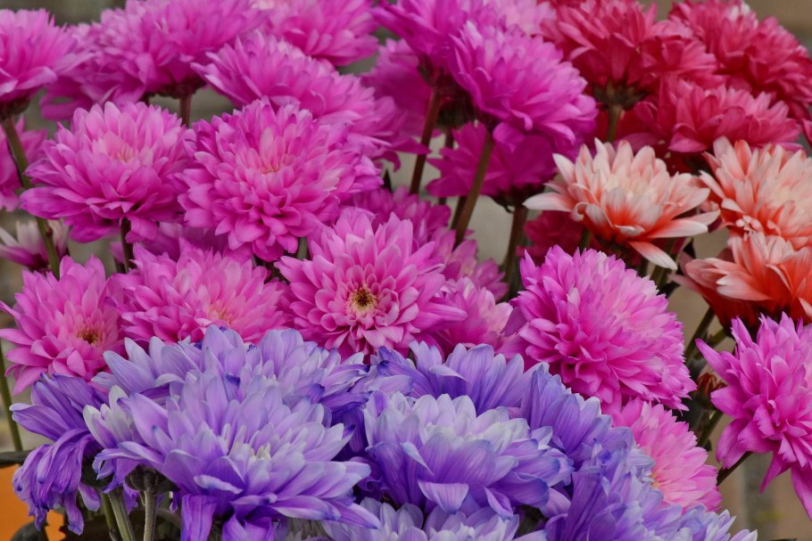 Хризантема кустовая пина Колада