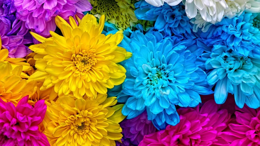 Хризантема мультифлора первоклассница