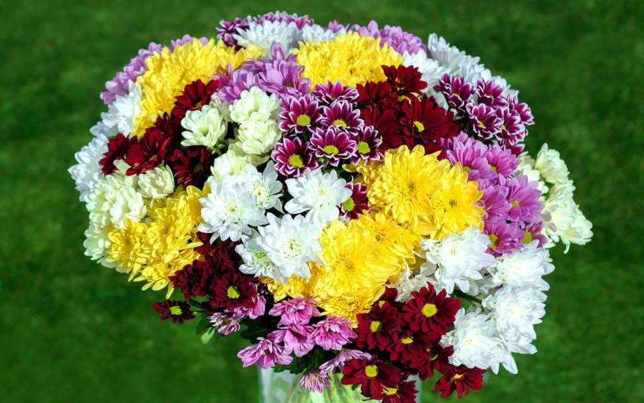 Хризантема гуллари