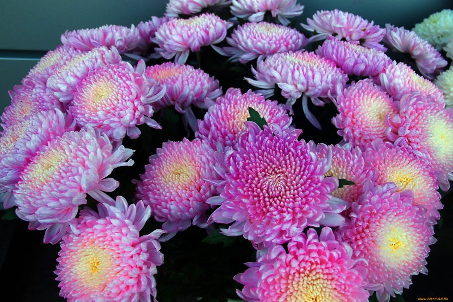 Хризантема Хорнбилл