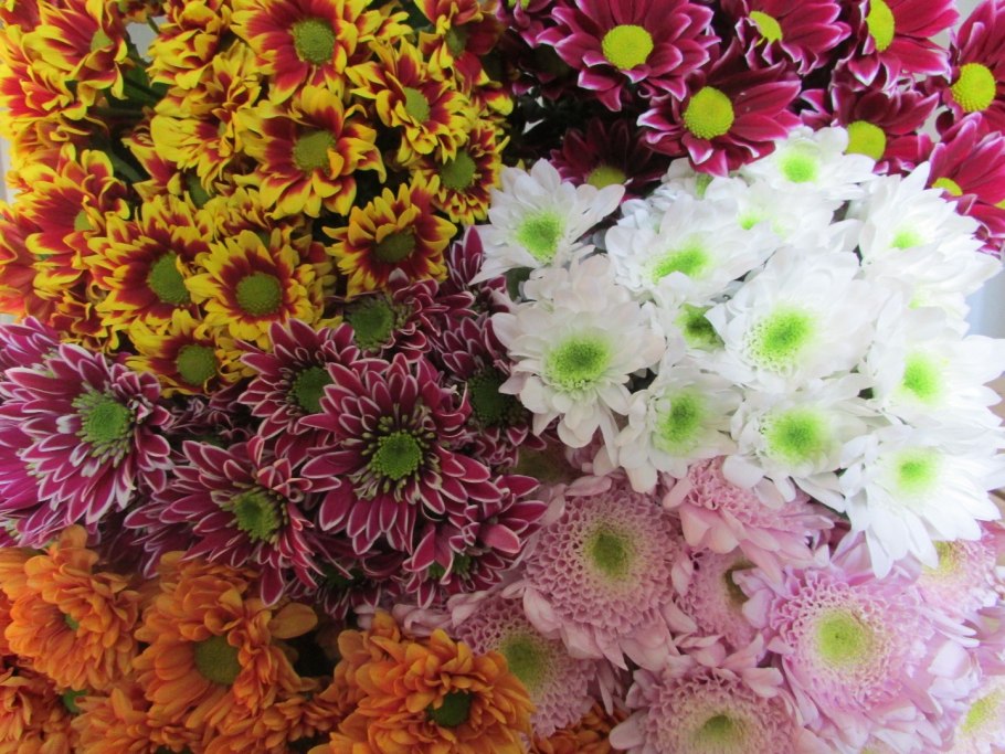 Хризантема кустовая Садовая