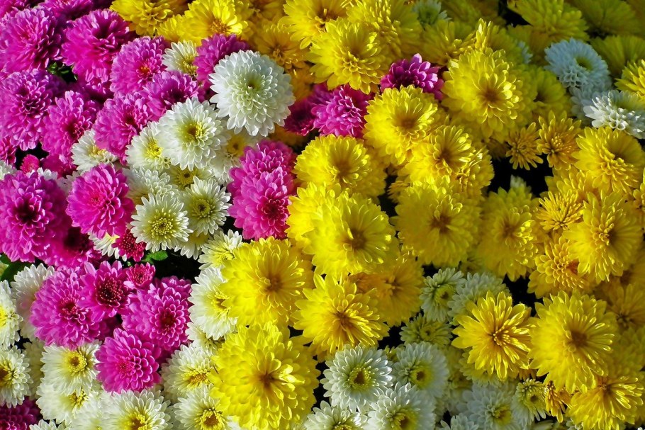 Хризантема радуга