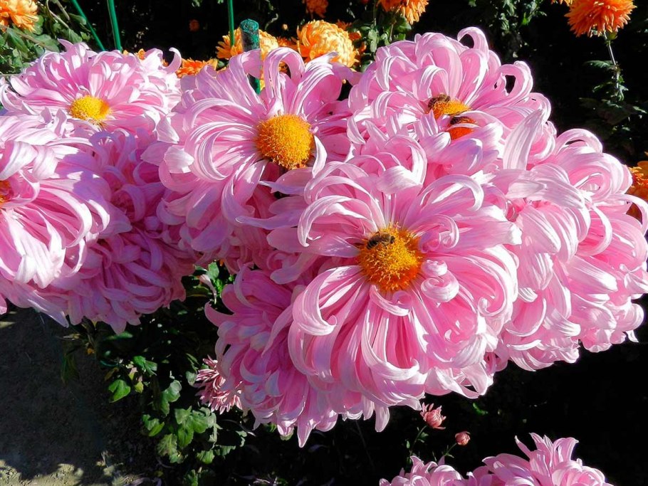 Шикарный букет хризантем