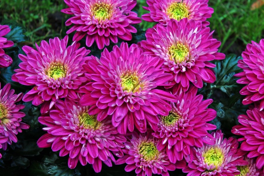 Хризантема Вильям оранж