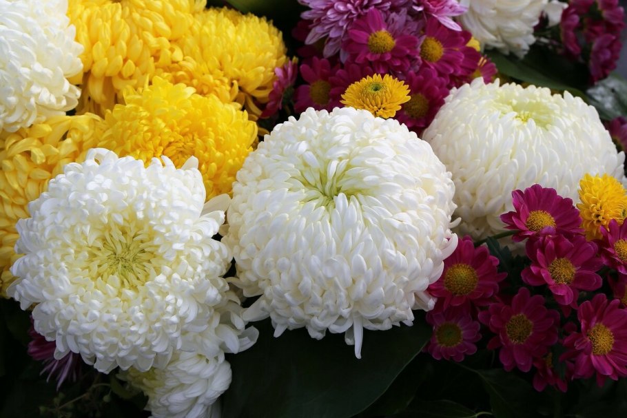 Хризантема Чусан Вайолет