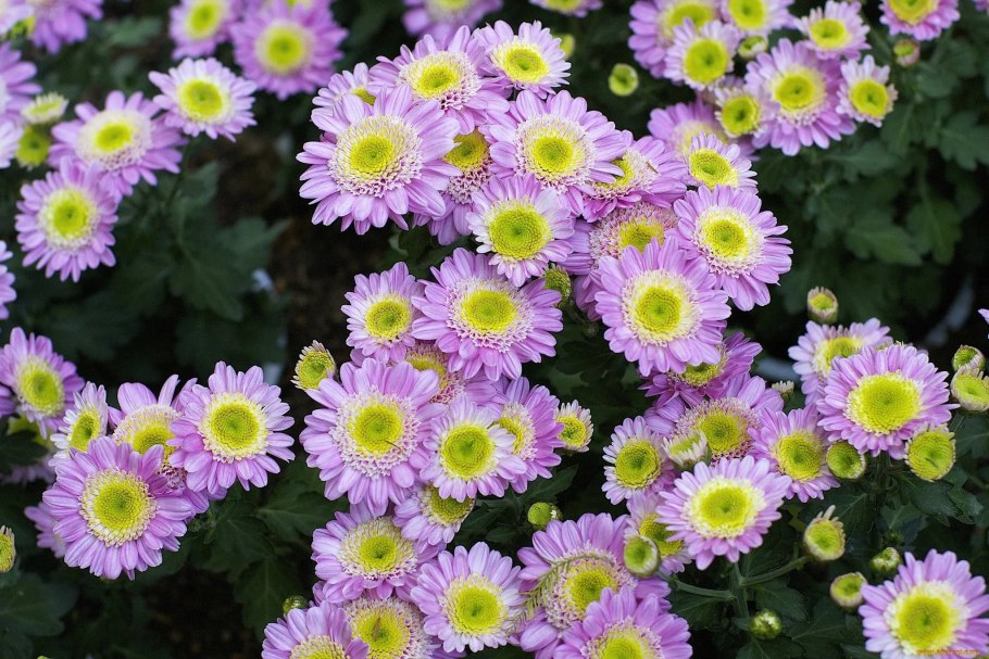 Хризантема корейская Хейди Вейв