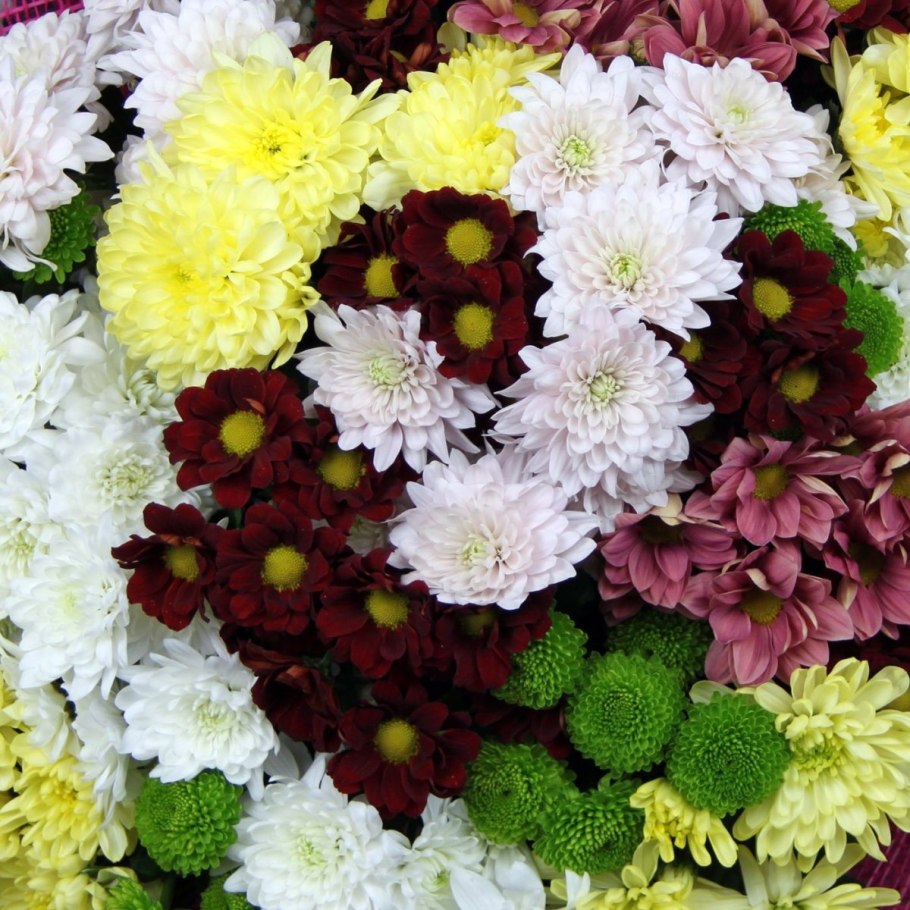 Хризантема Дюна