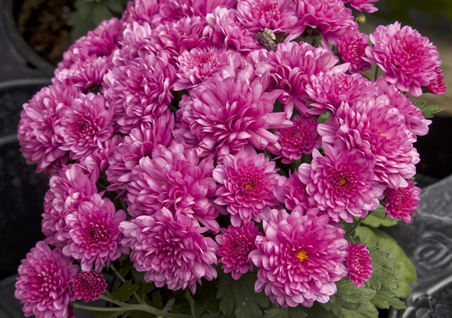 Хризантема колор