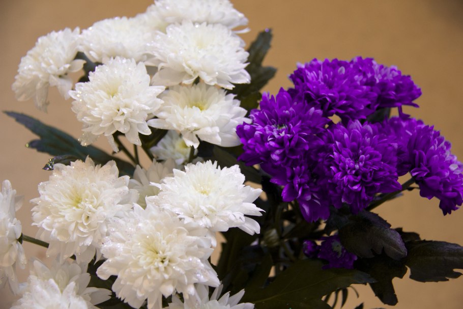 Хризантема Белоснежка однолетник