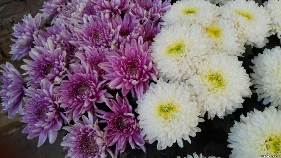 Помпонная сиреневая Хризантема